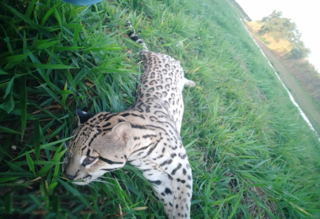 Jaguatirica morre atropelado por carro ao atravessar rodovia 