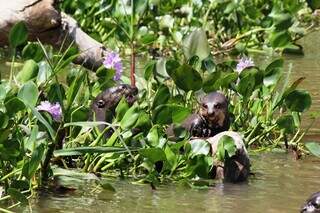Ariranhas, espécie de animal que se alimenta basicamente de peixes, muito comum nos rios pantaneiros - Foto: BonitoWay/Reprodução