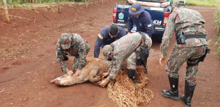 Anta de 250 kg &eacute; capturada dentro de escola de futebol