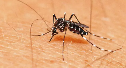Capital tem 22 áreas em alerta e casos de dengue sobem em MS