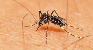 Mosquito Aedes aegypt, popularmente conhecido como &#34;mosquito da dengue&#34;. (Foto: Governo MS / Divulgação)