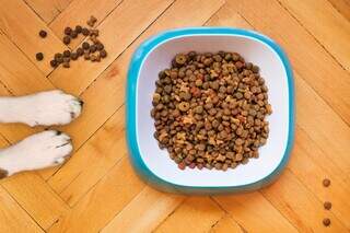 3 mitos na alimentação de pets. - Imagem: Mathew Coulton on Unsplash