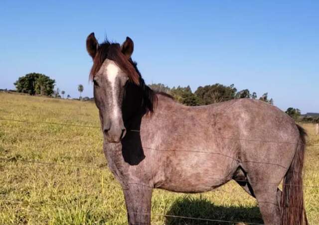 B&ecirc;bado, empres&aacute;rio compra cavalo em leil&atilde;o e s&oacute; descobre no outro dia