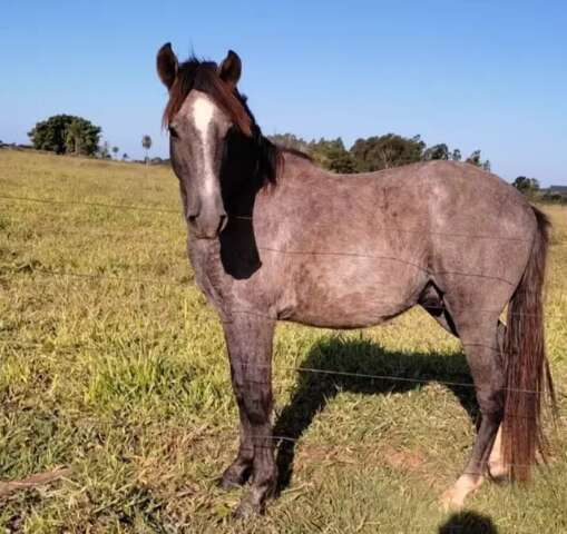 Comprado em leil&atilde;o, empres&aacute;rio consegue revender cavalo por R$ 320