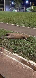 Capivara est&aacute; h&aacute; pelo menos 2 dias morta no altos da Afonso Pena 