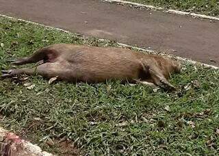 Capivara morta em plena Avenida Afonso Pena. (Foto: Direto das Ruas)
