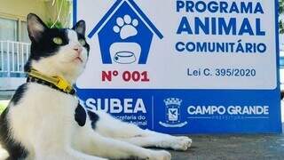 Frajola é o primeiro animal comunitário de MS. (Foto: Divulgação/Prefeitura)