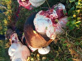 Restos de animais mortos deixados pela quadrilha nas fazendas. (Foto: Polícia Civil) 