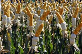 Plantação de milho, um dos principais responsáveis pelo cenário econômico positivo (Foto: Divulgação)