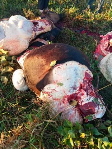 Pol&iacute;cia desarticula quadrilha que abatia gado para venda ilegal de carne 