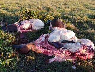 Os animais mortos no pasto na fazenda que fica na região de Corguinho. (Foto: Direto das Ruas)