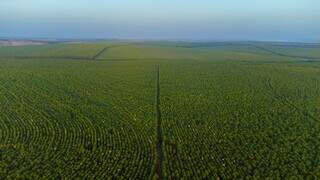 Cultivo de eucalipto em propriedade rural de MS; Eldorado tem 250 mil hectares de florestas plantadas no Estado. (Foto: Divulgação)