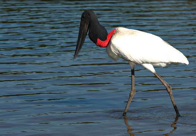 Rota Pantanal-Bonito atuar&aacute; com for&ccedil;a no segundo semestre