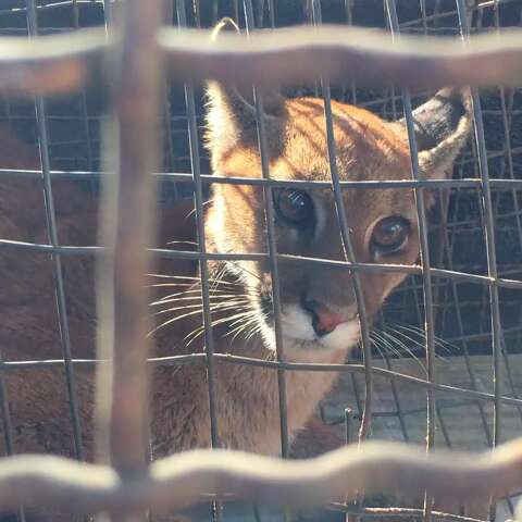 Filhote de on&ccedil;a-parda &eacute; encontrado debilitado e acuado por c&atilde;es em fazenda