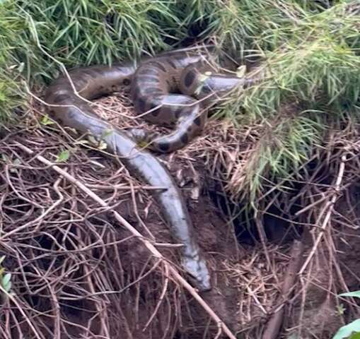 Guia tur&iacute;stico flagra sucuri &#039;gigante&#039; tomando banho de sol no Rio Ivinhema