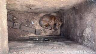 Cadela foi encontrada em bueiro por volta das 9h, no Bairro Danúbio Azul (Foto: Lucimar Couto)