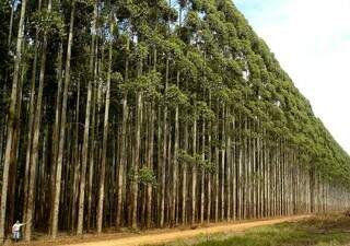 Floresta de eucalipto em Mato Grosso do Sul (Foto: Divulgação/SRCG)