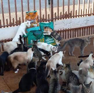 Com dívidas de até R$ 15 mil, Ongs pedem ajuda para atender animais