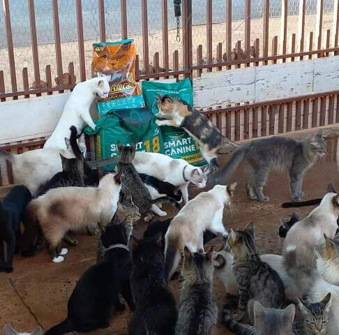 Com d&iacute;vidas de at&eacute; R$ 15 mil, Ongs pedem ajuda para atender animais