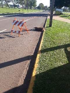 Capivara morta na Afonso Pena j&aacute; est&aacute; h&aacute; 4 dias na pista