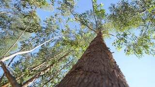 Perfil de árvore de eucalipto plantada em floresta na região de Três Lagoas. (Foto: Governo de MS)