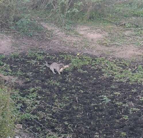 Veterin&aacute;ria flagra jaguatirica atacando jacar&eacute; no Pantanal