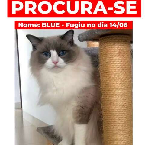Fam&iacute;lia oferece R$ 5 mil para quem encontrar Blue, a gatinha de olhos azuis