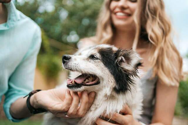 Conheça 8 cuidados que devemos ter com cães idosos