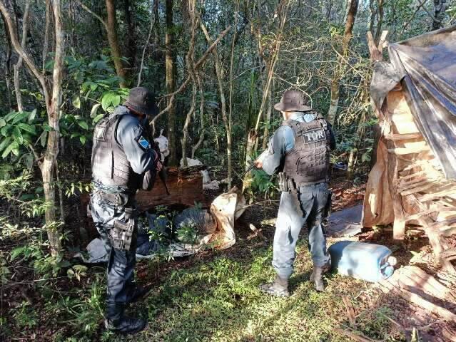 Policiais encontram R$ 278 mil em maconha no meio de matagal 