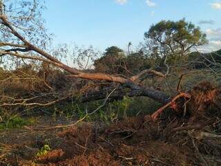 Ao todos, 22 exemplares de árvores foram derrubadas sem autorização ambiental (Foto: Divulgação/PMA)