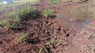 Margem de rio pisoteada por gado, causando degradação ambiental. (Foto: PMA / Divulgação)