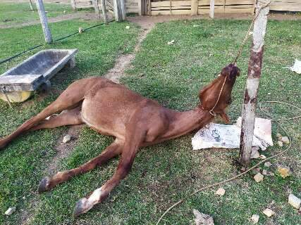 Capataz é multado por deixar cavalo morrer amarrado em poste de madeira 