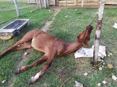 Cavalo se enforca com corda e é resgatado por moradores em SP