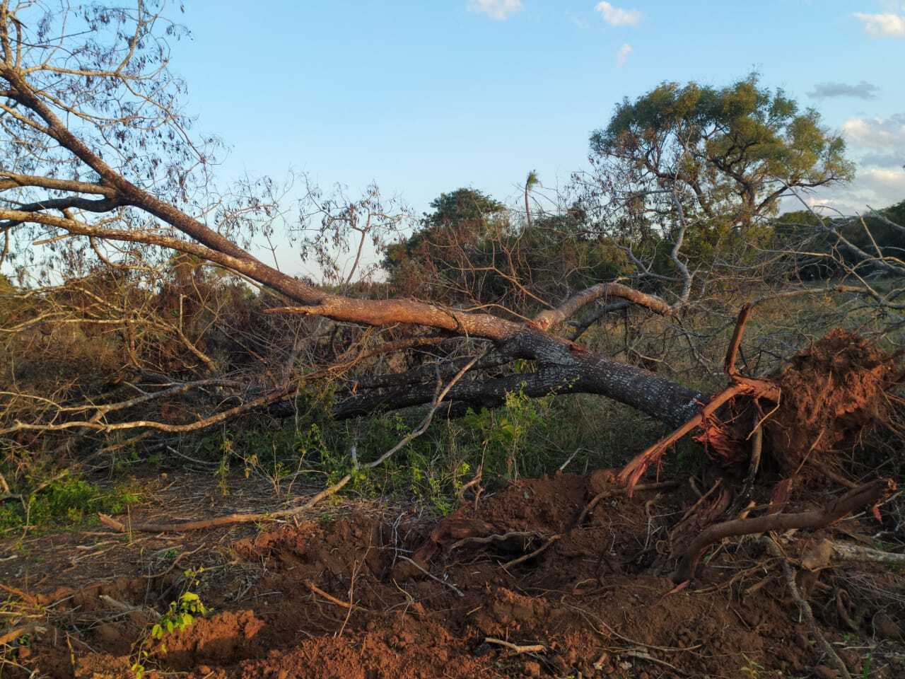 Cavalo se enforca com corda e é resgatado por moradores em SP