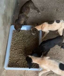 Cães abandonados são encontrados dentro de caixas em estrava vicinal