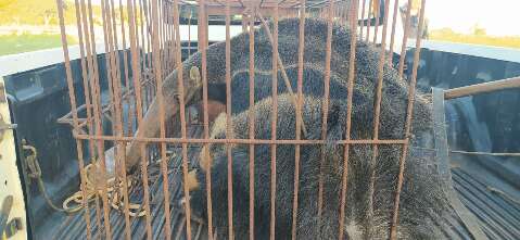 Tamanduás são resgatados, um deles com suspeita de intoxicação por veneno