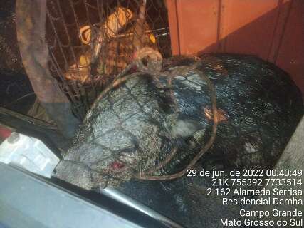 PMA captura porcos-do-mato em garagem do condomínio Damha