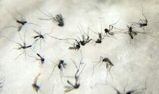 Mosquitos aedes aegypti, transmissores de dengue e outras doenças (Foto: Agência Brasil)
