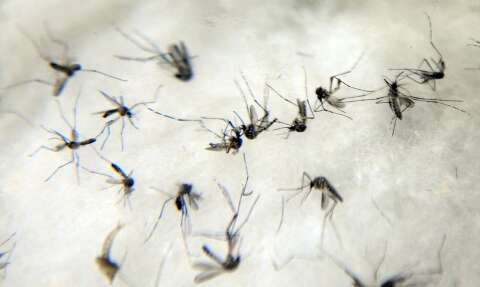 Homem de 55 anos com hipertensão é 15º a morrer por dengue em MS