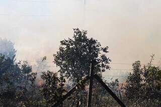 Vegetação tomada pelo fogo em área próxima do Noroeste (Foto: Henrique Kawaminami)