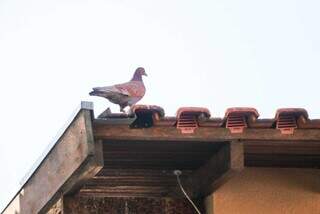 Pombo sobre o telhado: abaixo tela instalada para evitar acesso animal às vigas. (Foto: Henrique Kawaminami)