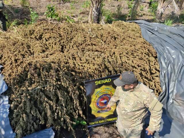 Pol&iacute;cia apreende mais de 55 toneladas de maconha em acampamentos na fronteira 