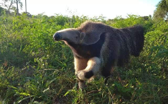 Ap&oacute;s sobreviver ao fogo, tamandu&aacute; concorre ao t&iacute;tulo de personalidade animal