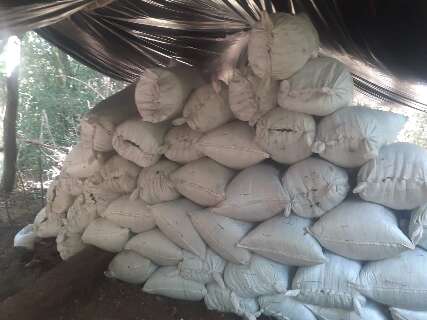Polícia paraguaia destrói mais 37 toneladas de maconha na fronteira