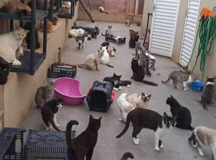 Com castrações restritas, gatos tomam as ruas e superlotam ONG