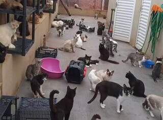Exclusiva para gatos, ONG tem mais de 400 animais e suspendeu acolhimento. (Foto: Divulgação)
