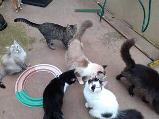 Animais recebem cuidados 24 horas na AmiCat’s, dedicada aos felinos. (Foto: Divulgação)