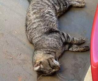 Gato macho estava morto na garagem perto do carro da jornalista. (Foto: Direto das Ruas)
