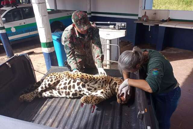 Resgate de animais atropelados em rodovias aumentou 15% em MS