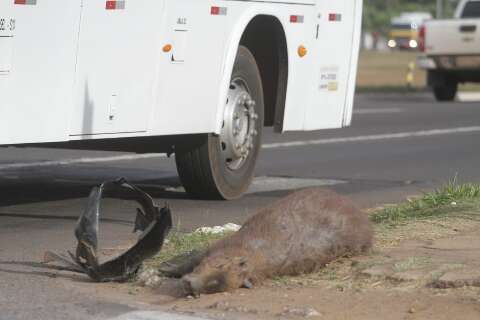 Recolhimento de animais mortos nas ruas j&aacute; representa 90% do total de 2021